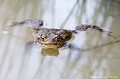 <br><br>Nom anglais : Common toad
<br>Le Crapaud commun va entamer la migration postnuptiale et retourner dans son milieu forestier.
<br><br>Photo réalisée en France, dans l'Allier (Auvergne)
<br><br> Crapaud commun
Bufo bufo
Common toad
Auvergne
Allier
migration
postnuptiale
milieu
forestier 